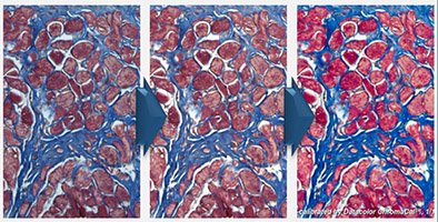 ChromaCal's tweet photo. Register TODAY for this CAN'T MISS event on #microscopy image processing. It's FREE! https://t.co/29eh9RzIH2 https://t.co/RKqhqp5iBX