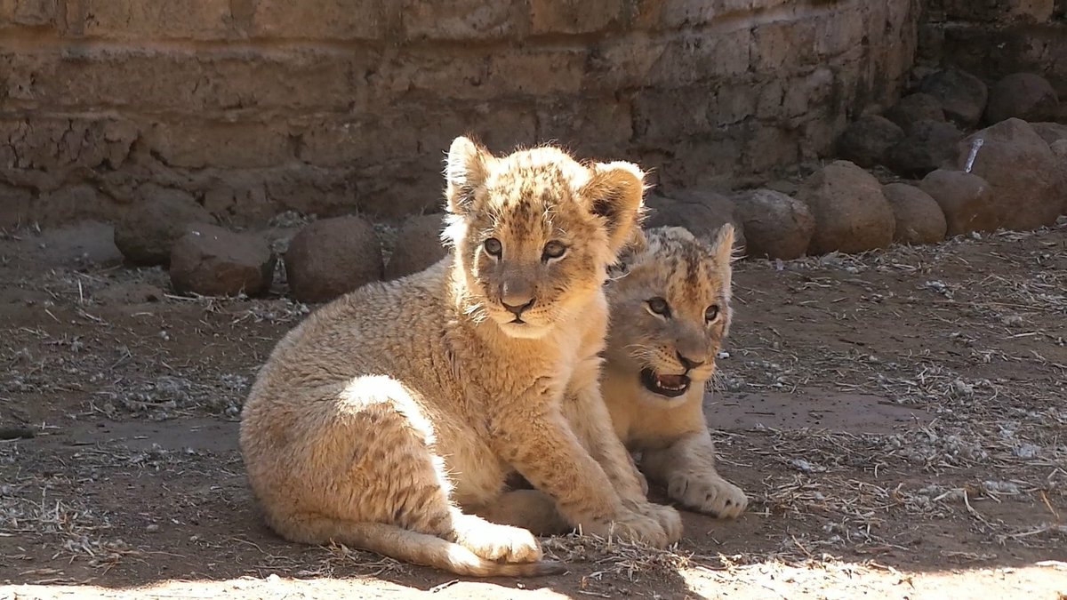 Protect_Wldlife's tweet photo. Why Life Entertaining Tourists is No Life at all for #Lions! https://t.co/cpbBCjVYrR  #BanCannedHunting https://t.co/F5TW9Q0agn