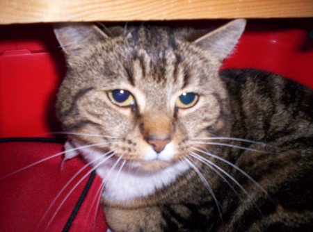 LOL_Cats (@lolcats_fun) on Twitter photo 