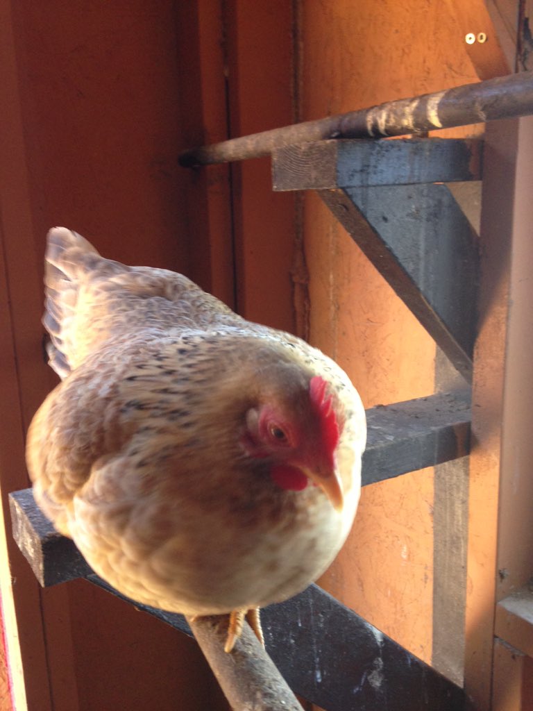 SamClemensFarm's tweet photo. https://t.co/TqbH2CpEo3