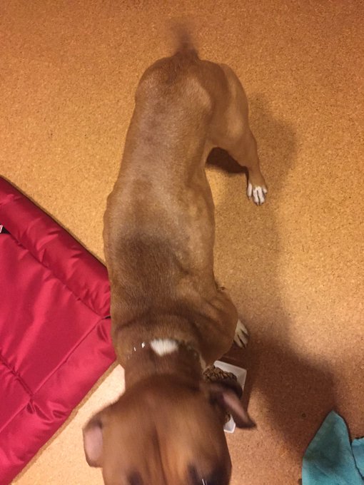 We will be doing at-least 10 different tests. If anyone can help, please let me know. https://t.co/e<a href="/tag/dakotaskye"class="tags"><span>#dakotaskye</span></a>