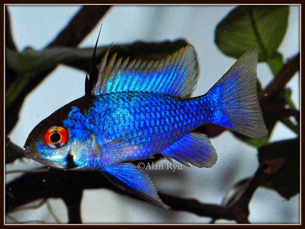 Akvaristan's tweet photo. #akvaristan #aquarium #akvaryum #aquarien #tropicalfish #freshwater #dwarf #cichlid #electric #blue #ram #electricb… https://t.co/dF40nz1eZW