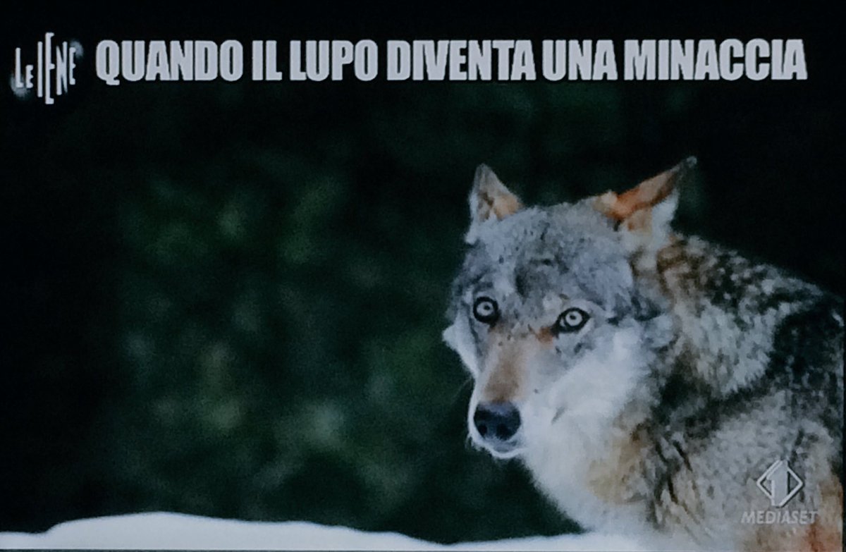 redazioneiene's tweet photo. La nostra @RugVero è andata a intervistare gli abitanti di questo paese che vivono col timore dei lupi #leiene https://t.co/5taYYfoL6z