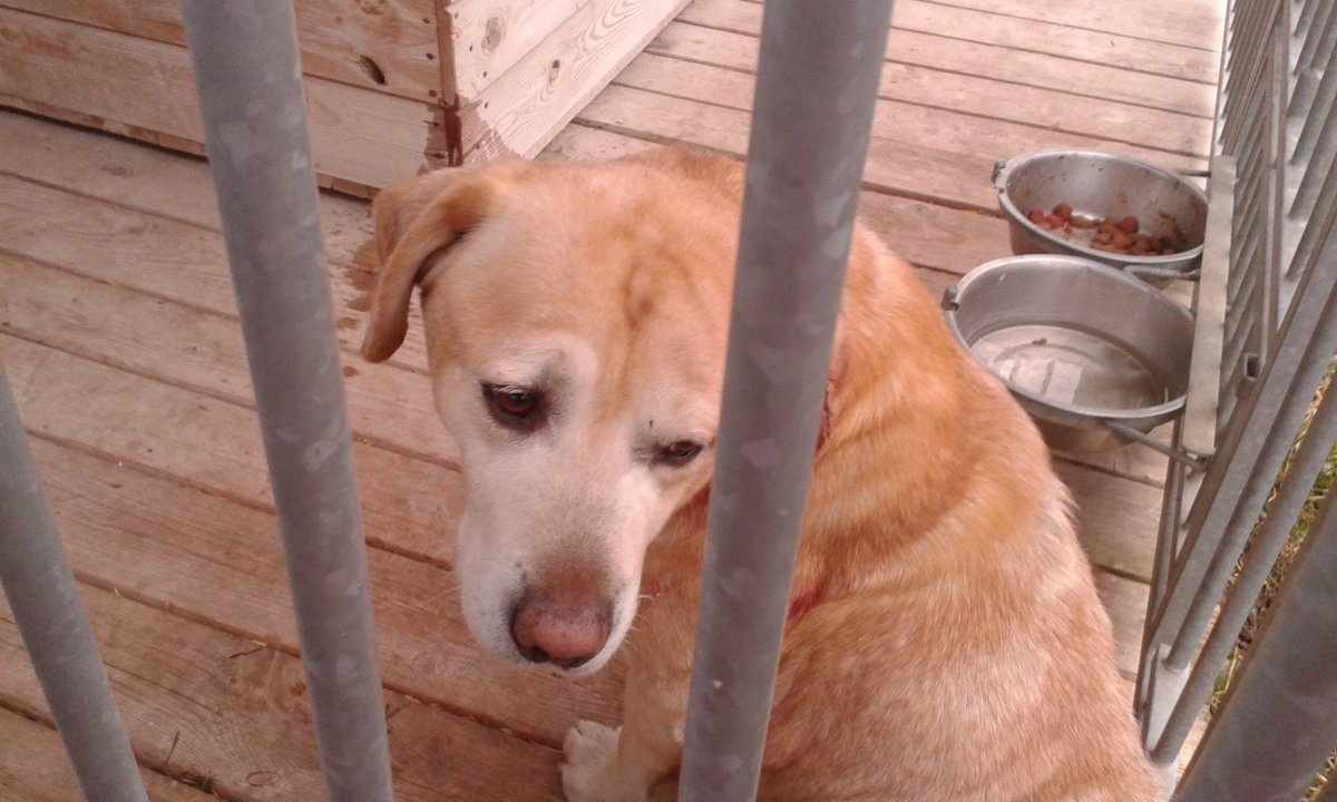 BezdomnePsy's tweet photo. Chory 8 letni #labrador pilnie potrzebuje domu stałego! Czy ktoś zechce otoczyć go opieką? Pies do #adopcji od zaraz https://t.co/HCbEdG0b01