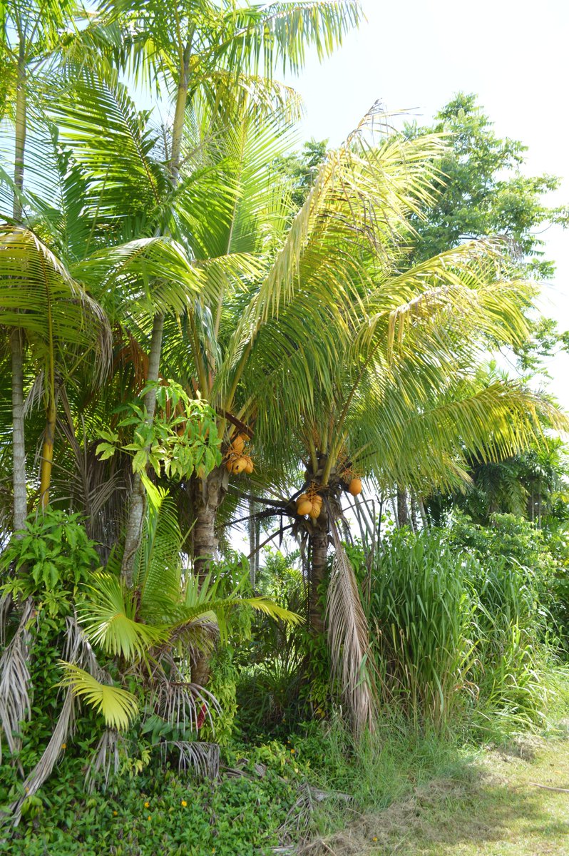 TexanInOz's tweet photo. @TexanInOz The dwarf Malay Gold #Coconut bound for the #Calyx at #RBGSydney for #SweetAddiction https://t.co/F5F1AcO2dU