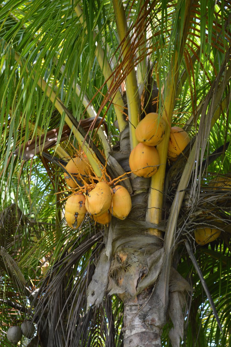 TexanInOz's tweet photo. @TexanInOz The dwarf Malay Gold #Coconut bound for the #Calyx at #RBGSydney for #SweetAddiction https://t.co/F5F1AcO2dU