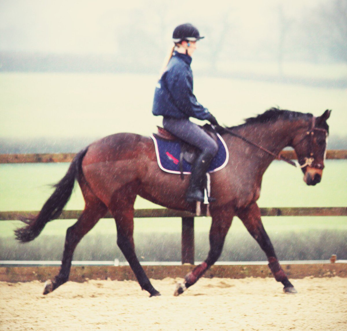 SWShowjumping's tweet image. Georgie looking so lovely and relaxed now. What a difference it makes for her being in a hackamore. #everycloud
