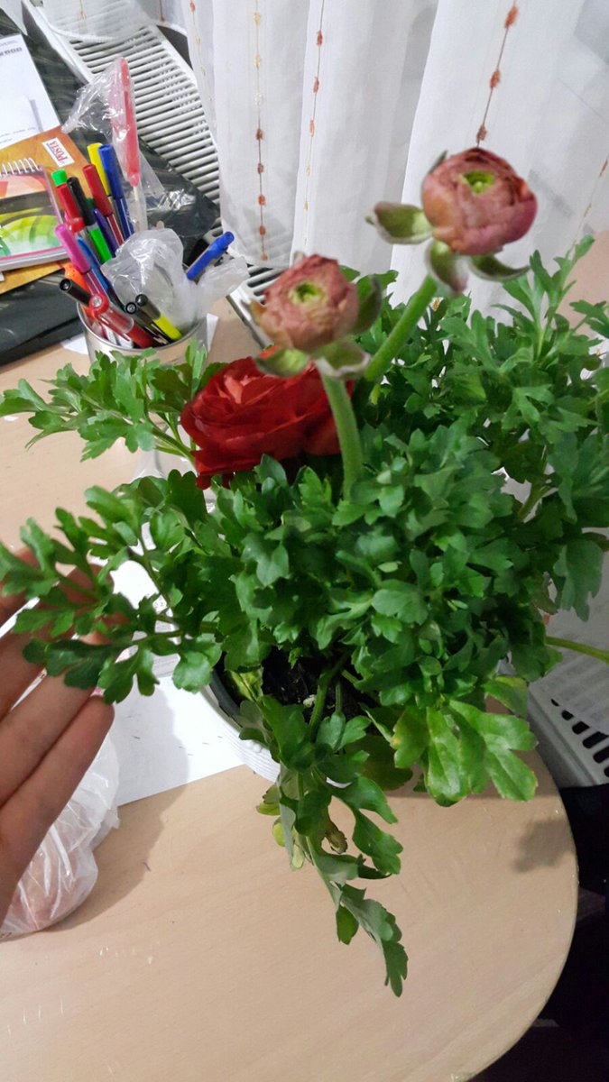 pazarda 50krşa satılan maydanoz 14şubatta 50tlye çiçekçilerin tezgahlarının vazgeçilmezi oldu:D kahrolsun kapitalizm