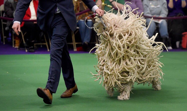 photo evidence of a walking spaghetti monster. wonder if this will cause a rift among the faithful