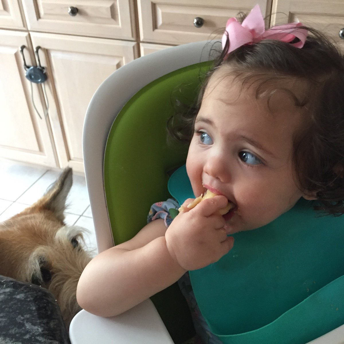 "Patience is bitter, but its fruit is sweet." Especially banana. #AdviceFromMyPet (&amp; Aristotle)
