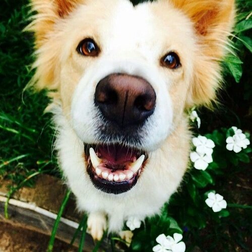 itsadorabledogs's tweet photo. 🐶 https://t.co/EvUGAcQu0m