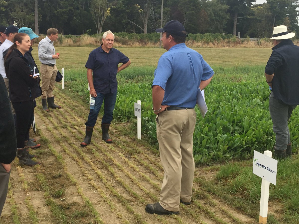 CharlottePGWS's tweet photo. #PGWSeeds Rocket Fuel forage blend; Chicory, Red &amp; White Clovers performing strongly current dry Manawatu conditions https://t.co/yq70abeVnd