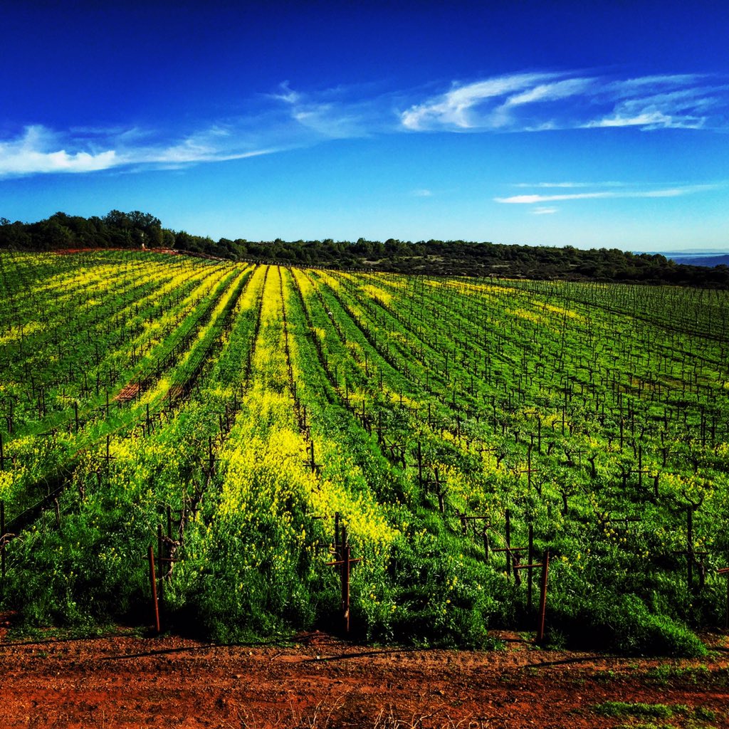 Yet another beautiful day atop our Hill!! 🌼😊☀️
#Organic

#Vineyard

#NapaValley

#Beautiful

#Colors

#MotherNature