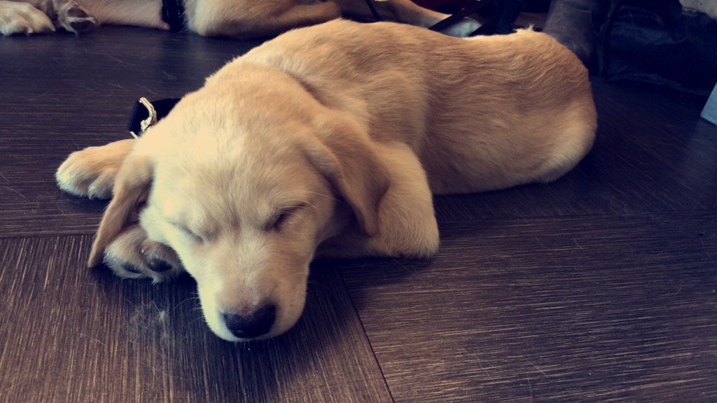 RoroRific's tweet photo. Much doge love, many puppy pats, such destress @bcit today! #speakupspeakout #postivementalhealth #mentalhealth https://t.co/1ic8d0hOBw