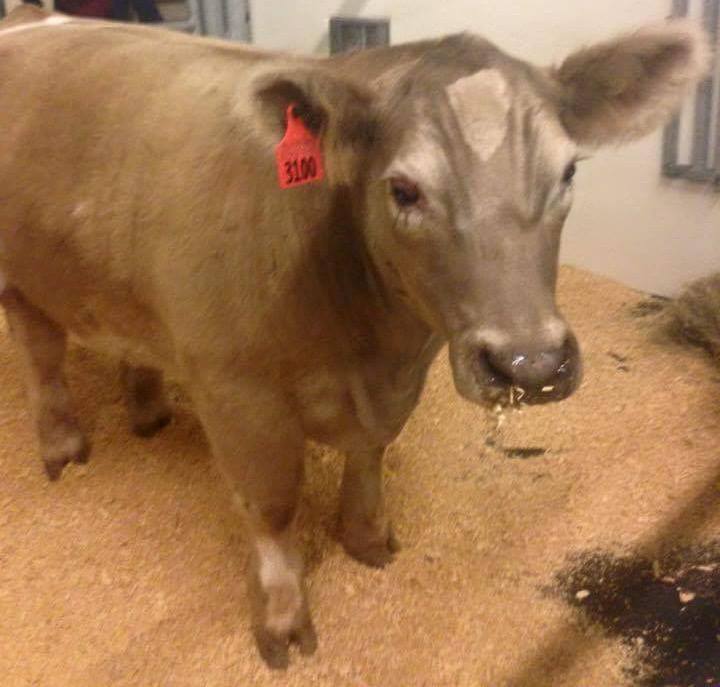 theeagle's tweet image. Blind steer named Oatmeal pardoned from slaughter finds home at Texas A&amp;amp;M: bit.ly/1QG4FOT
#SaveOatmeal