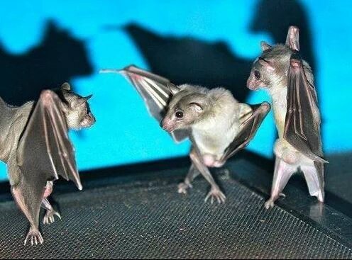 Slipped some extacy pills into the Fruit Bat enclosure at London zoo.