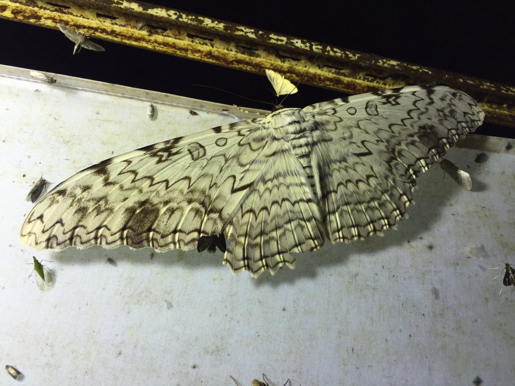 大型ナンベイオオヤガ ナンベイオオヤガ Thysania agrippina – engine mothの標本箱