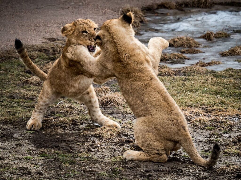 DenverZoo's tweet photo. Playtime https://t.co/U7MVAFYZzN