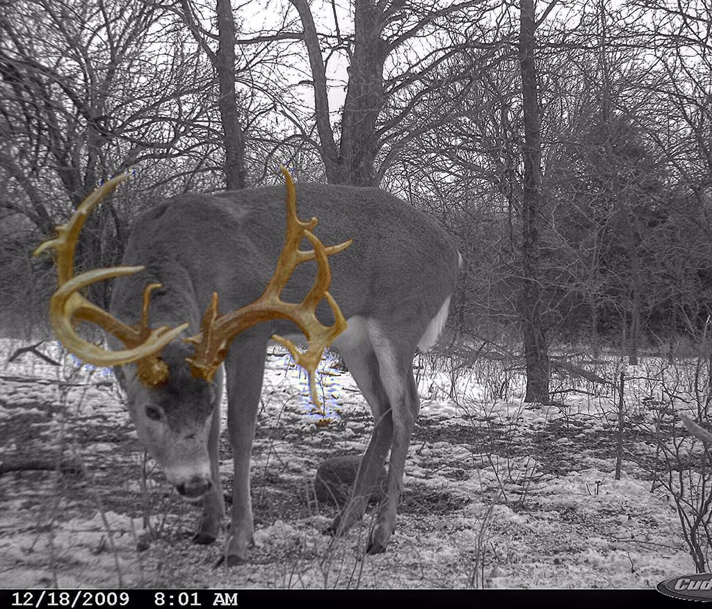 I love big bucks! So wish I could of got this one! @moosehorn71 @SOSGEARMT <a href="/G5Outdoors/">G5 Outdoors</a> <a href="/trailcam_man/">Trailcam Man</a> <a href="/CamoCandace/">CamoCandace</a>