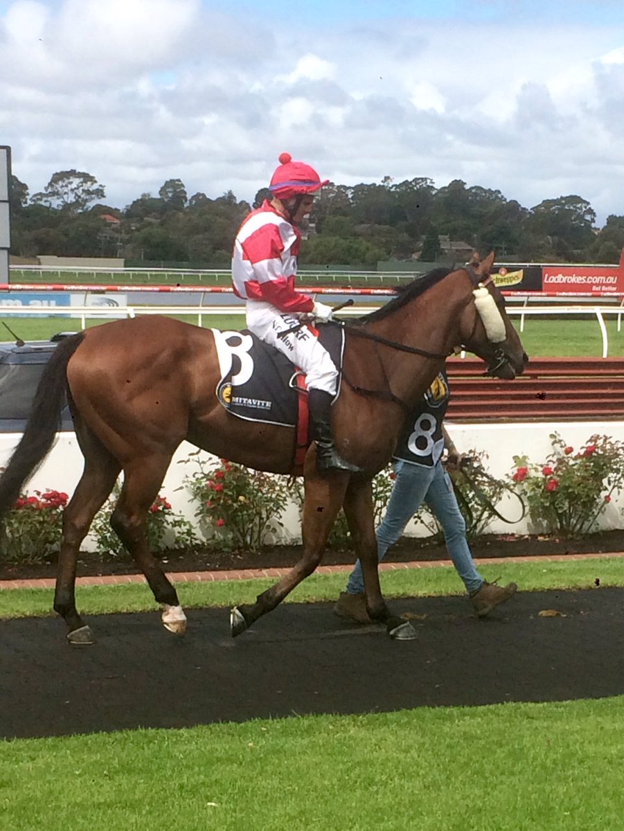 tjpracing's tweet photo. Shooting for 2 straight @Sandownpark R4 is @stelmo_racing gelding Leti Sine.@arrexalexxa @mcmurray_geoff #2inarow https://t.co/zPveZwd1gg