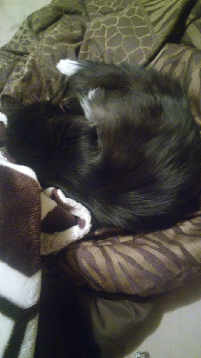 AprilMichelle93's tweet image. What my cat does best. 😺💤😴