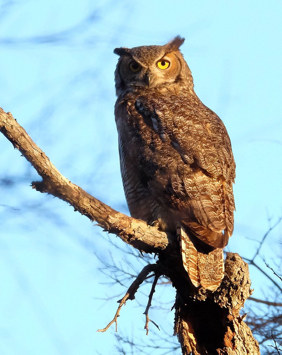 TomHarlan's tweet photo. First day with my new @FujifilmUS XF100-400mm lens.  Great capture of a Great Horned Owl https://t.co/euv7dYgshF