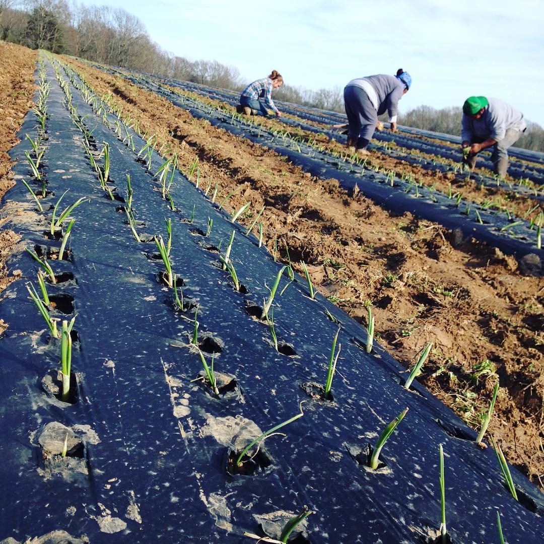 twodogfarmsllc's tweet photo. All hands on for onion planting this week. 30 thousand going in this week! #farm #food #msfarms @farmfamiliesms https://t.co/KmEY7SjPRw