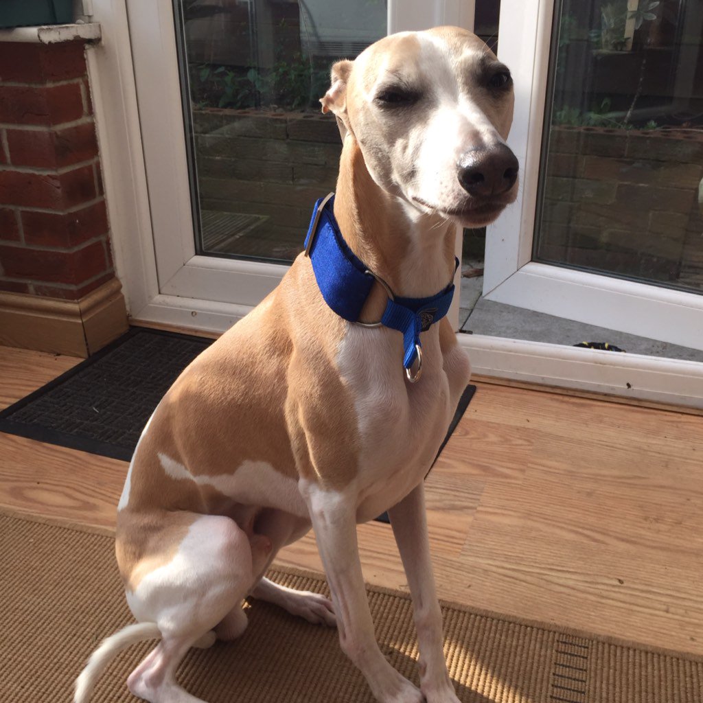 LWhippet's tweet photo. New collar 👍🏼 https://t.co/Jy6whAlWQy