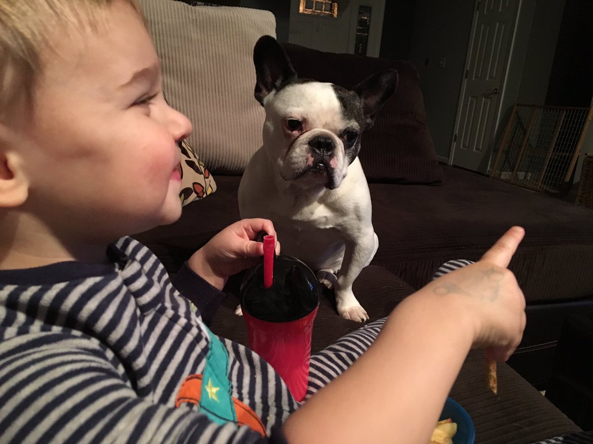 HugotheFrenchie's tweet image. Angling for a graham cracker...