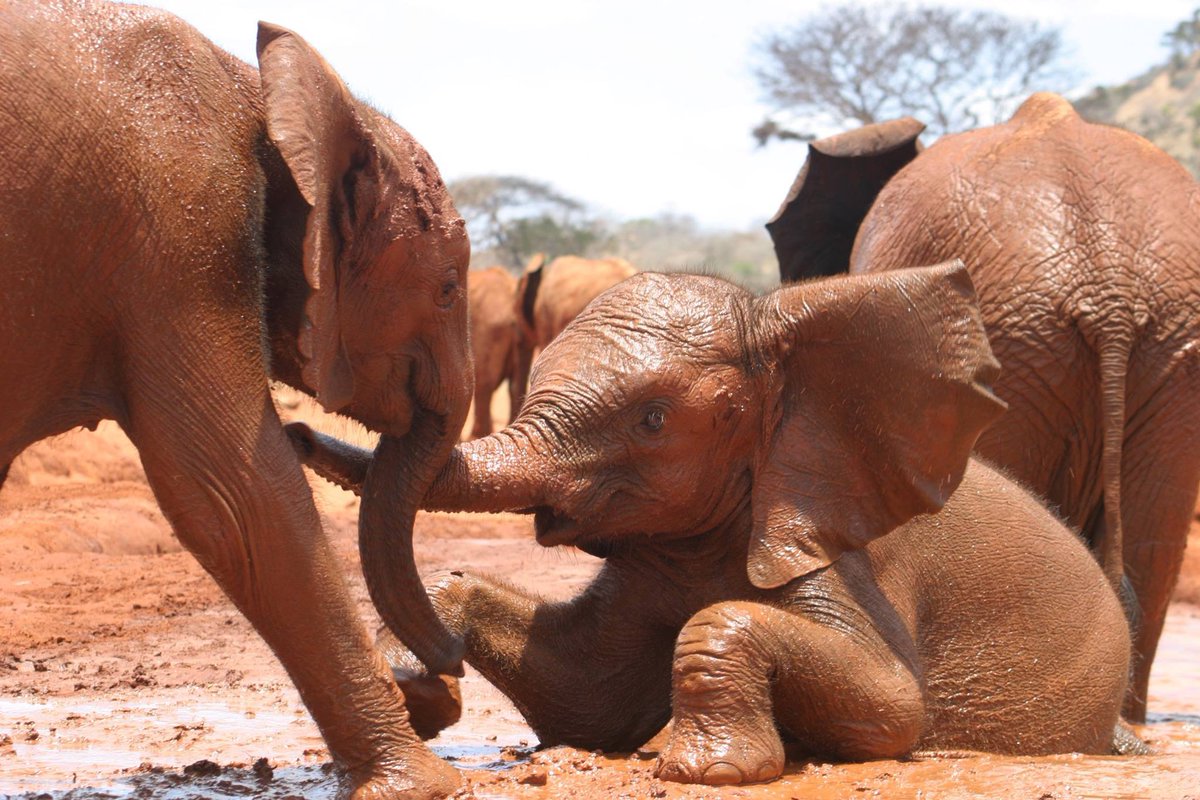 KristinDavis's tweet photo. @WildAid @DSWT Together we can all help! ❤️🐘#JoinTheHerd https://t.co/JykH0fD0Th