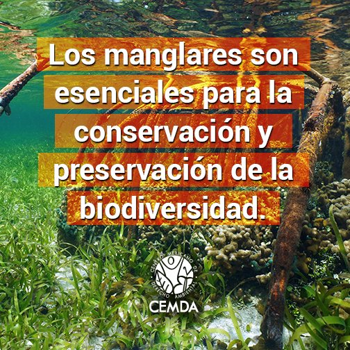 CEMDA's tweet photo. Conservar los #manglares es conservar la #biodiversidad https://t.co/Eump7baCUZ