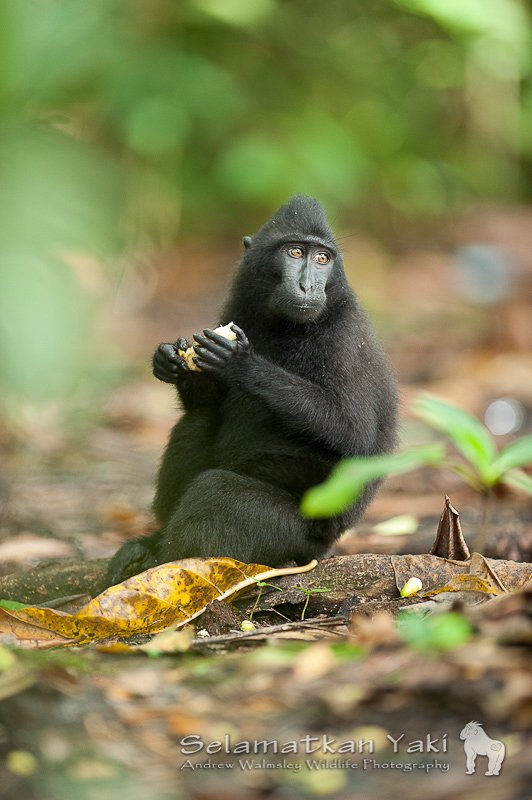 SelamatkanYaki tweet picture