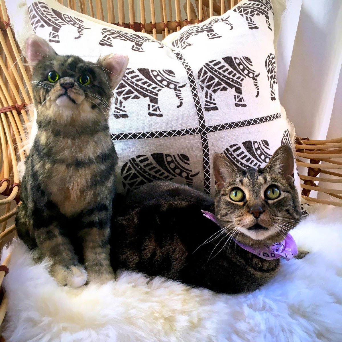 ninadobrev's tweet photo. Fur meet fluffed. They're Twinning it 💪🏼
🙀😹😼😸 https://t.co/7k6R0lD4Sy