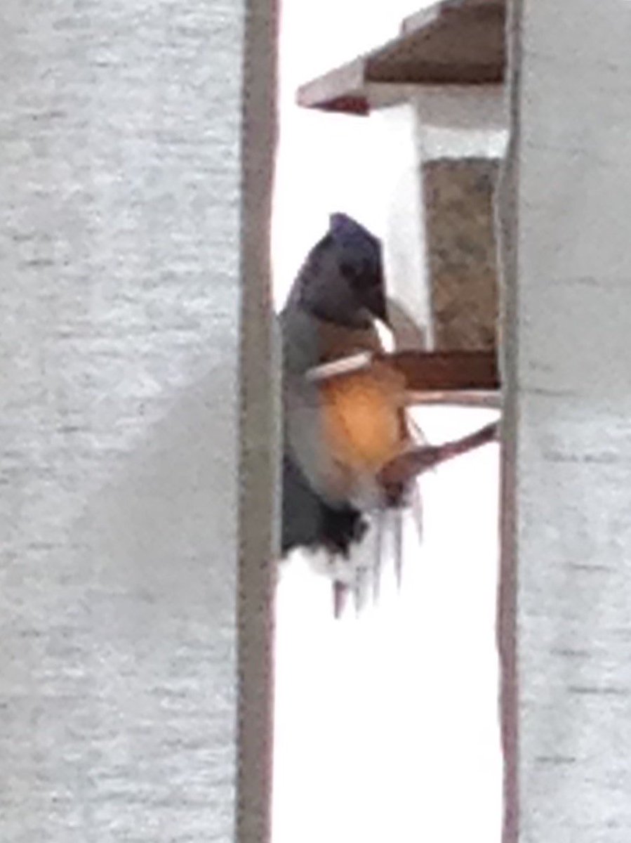 kahastie's tweet photo. My daily visitor struggling to hold on today. https://t.co/ktjHcddx2b