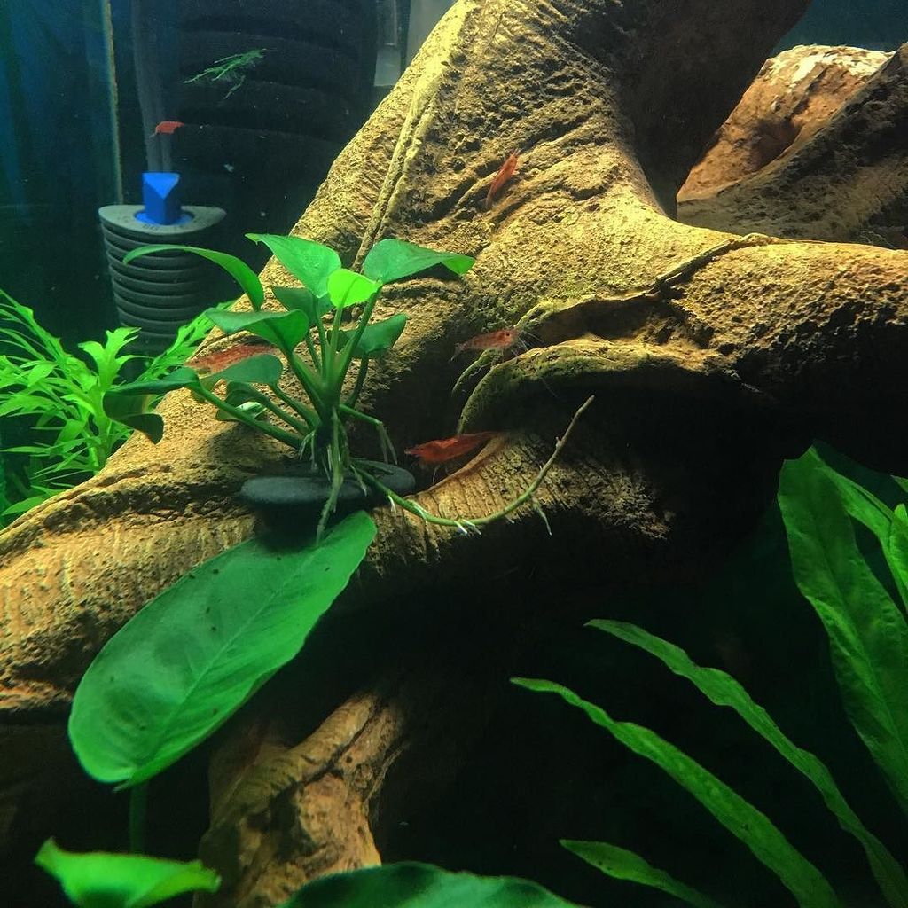 Akvaristan's tweet photo. #akvaristan #aquarium #akvaryum #aquarien Shrimp remind me of roaches. Aquatic roaches.
#plantedaquarium #plantedta… https://t.co/pEe7spOpdw