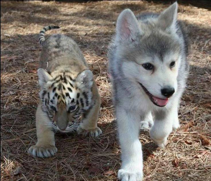 AnimalsShot's tweet photo. Looking dangerous https://t.co/BHvlzDgCaC