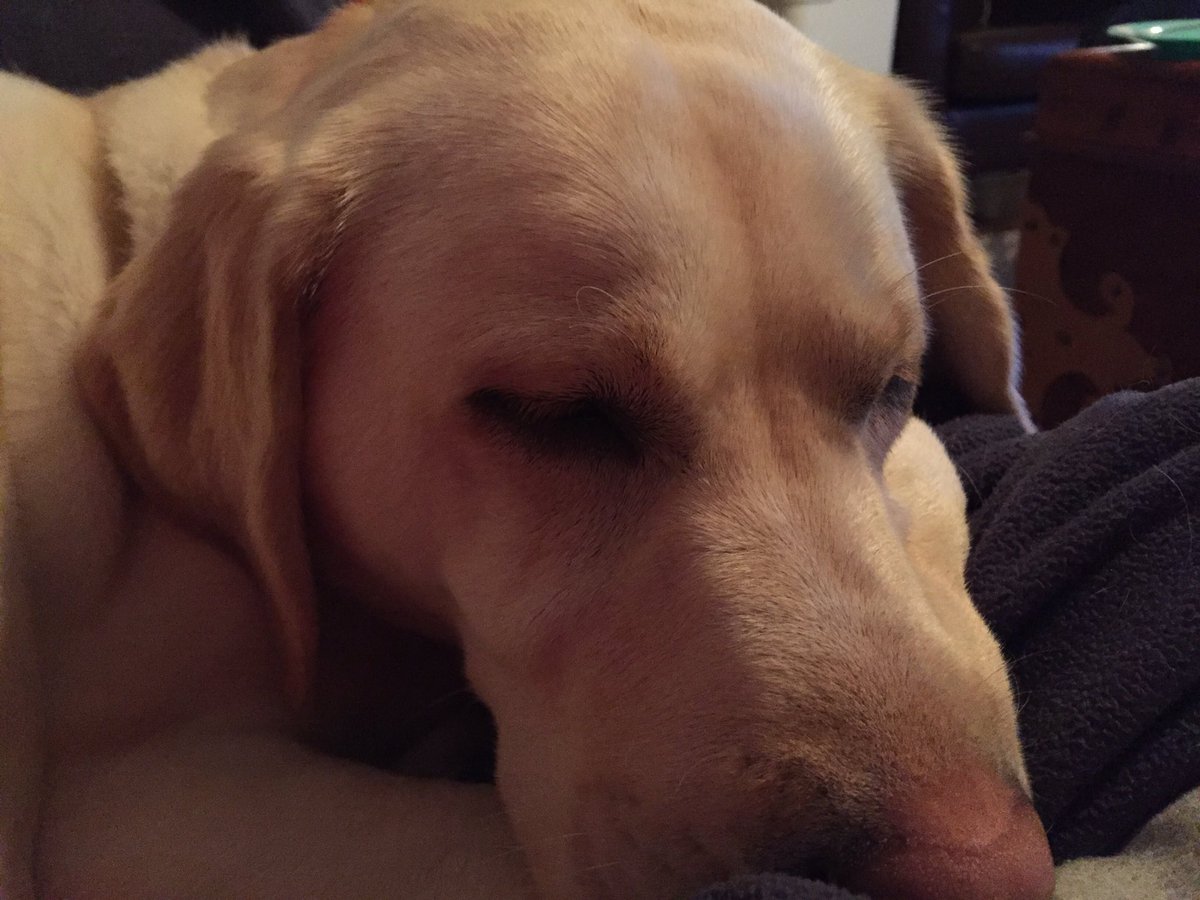 jamesoleary87's tweet photo. #Butterpup is brimming with excitement over the @WKCDOGS. We're cheering for the Labrador, obviously! https://t.co/chTkac02P9