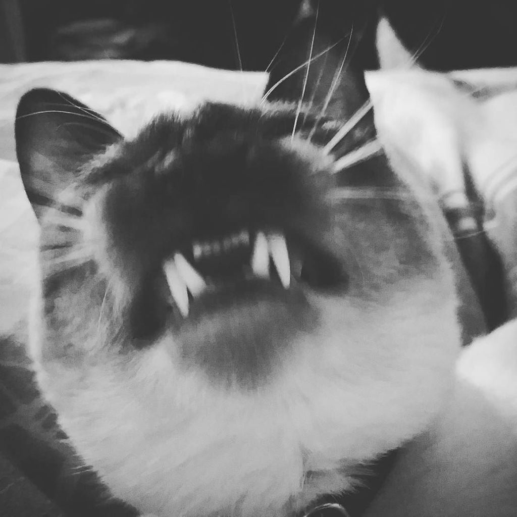 SiameseCatSpot's tweet photo. Did you know february is pet dental health month 😸😸😹from @kitty_kat_maniac -  Caught in mi… https://t.co/HjzNIt7bXm https://t.co/sSlq8Xefv0