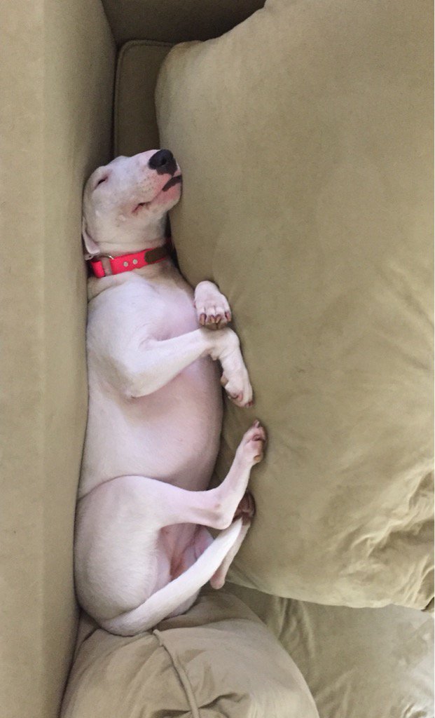 AvaDelcharco's tweet photo. Desperately missing my nugget https://t.co/asXO0WQN2y