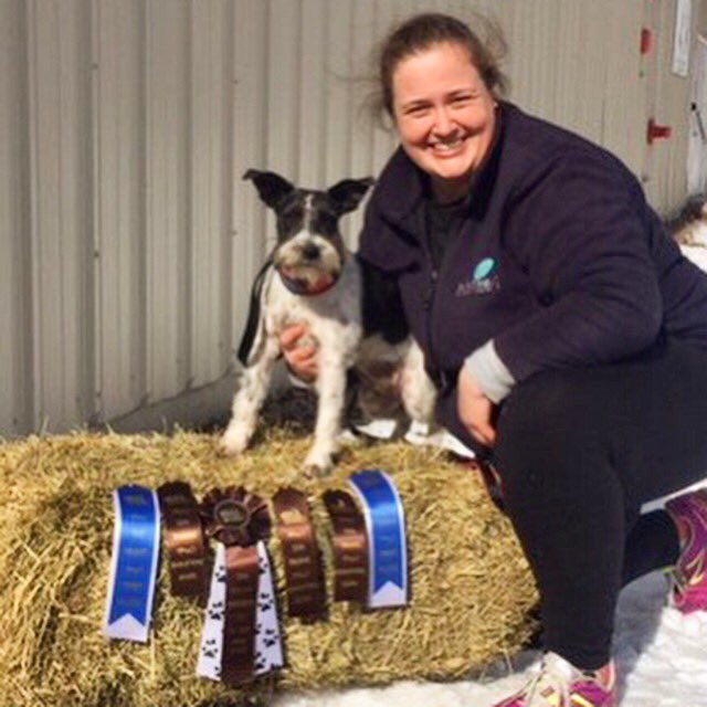 deutsch_bag's tweet photo. #WKCSELFIESWEEPSTAKES Lily may not be going to Westminster, but she is good at Barn Hunt! https://t.co/PI6WcSemQT
