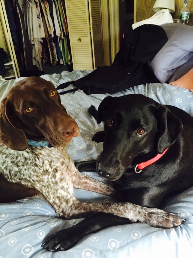 teebs12's tweet photo. Two cousins caught snugging #WKCDogShow @Flynn_Stones76 https://t.co/EBLepOlObu