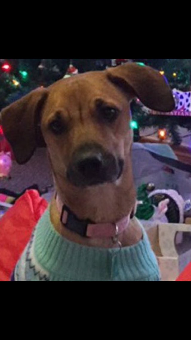 connorcurts4's tweet photo. Omg my new dog is a cutie. 😍😍😍 @TaylorW_24 https://t.co/BgyXdfwvLQ