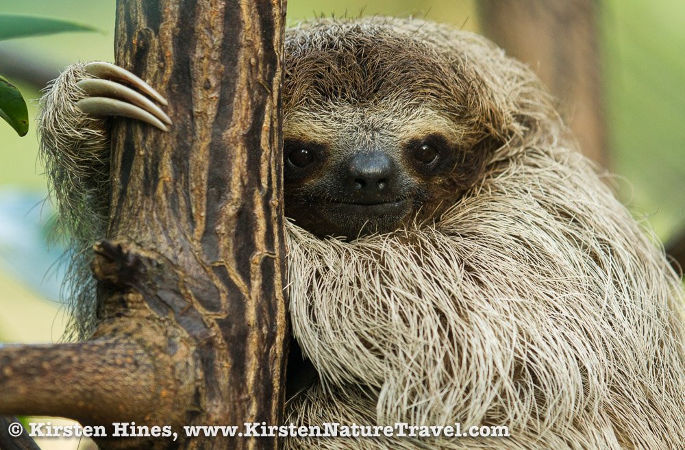 KirstenNatTrav's tweet image. Check out 2016 NANPA showcase winners, including my #PygmySloth: nanpa.org/news/nanpa-ann… … #naturephotography