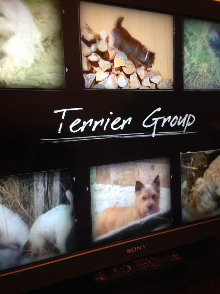 SFBK_Rocky's tweet photo. Did you know 46 terriers have won best in show? #justsaying #WKCDogShow @WKCDOGS @SFBKTerriers #TerrierWeek! https://t.co/gYBwJ5TBX0