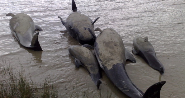 MissionBlue's tweet photo. High levels of mercury caused neurological damage navigating Pilate #Whales off course https://t.co/9g9ZvWmuKt https://t.co/epWWfJ4GUl