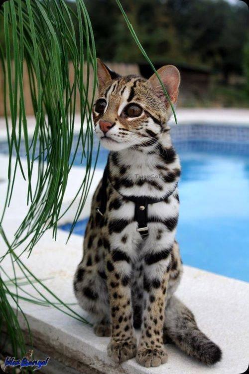AnimalsShot's tweet photo. looking for what https://t.co/DMplGRzBz5