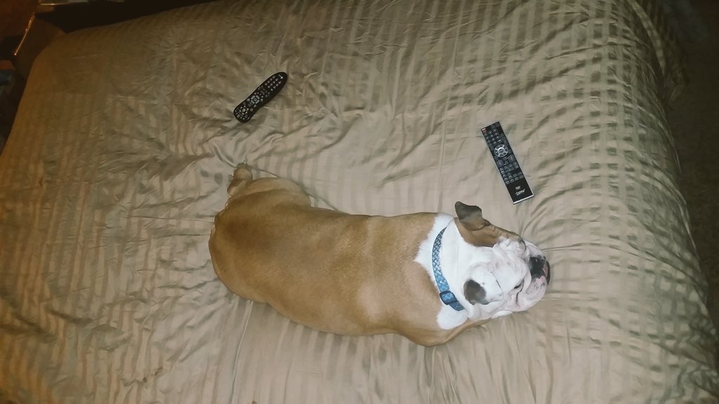 sosirius99's tweet photo. #WKCDogShow "Longest lingering foulest farts"🏆 #Otis #EnglishBulldogProblems #WKCSELFIESWEEPSTAKES https://t.co/MbTrMwlRCP
