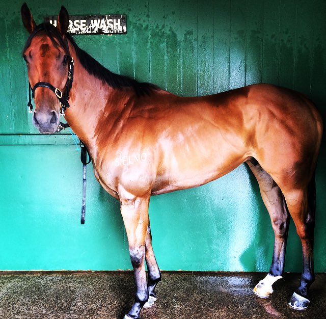 arrexalexxa's tweet photo. Leti Sine pretty as a picture in prep for R4 @Sandownpark for @tjpracing @stelmo_racing, good luck to connections. https://t.co/jMvW6jJbY2
