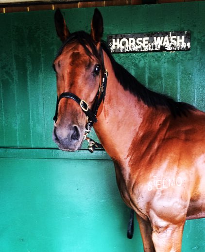 arrexalexxa's tweet photo. Leti Sine pretty as a picture in prep for R4 @Sandownpark for @tjpracing @stelmo_racing, good luck to connections. https://t.co/jMvW6jJbY2