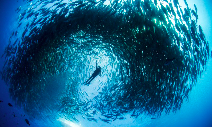 MissionBlue's tweet photo. 4 ways to get people to care about the #ocean https://t.co/1SchjCAw2k https://t.co/MZEVrUjmIe